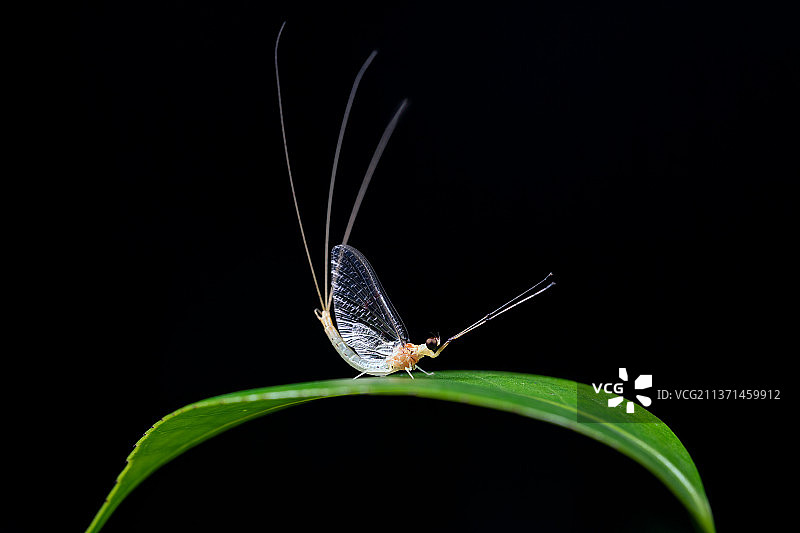 浮游.浮游的世界里也有春天.图片素材