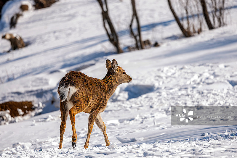 雪地中的小鹿梅花鹿图片素材