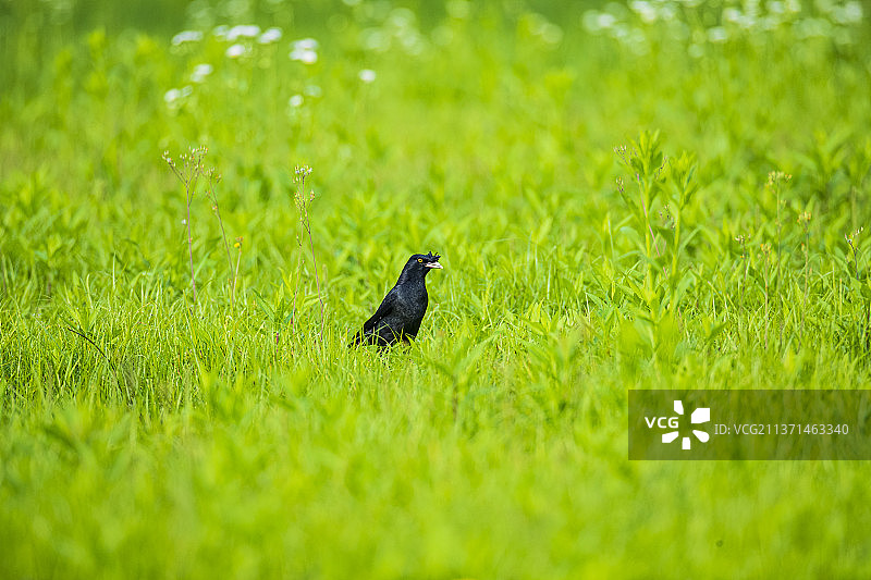 春天草坪上的八哥CrestedMyna图片素材