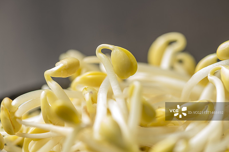 一碗黄豆芽摆放在木桌面上特写图片素材