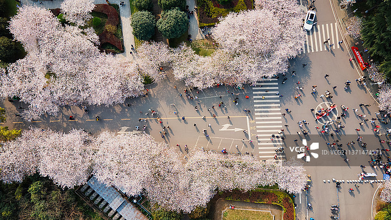 武汉大学春天樱花季图片素材