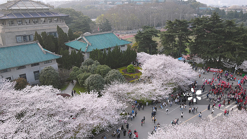 武汉大学春天樱花季图片素材