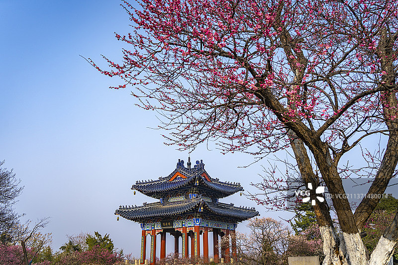 南京梅花山 梅花图片素材