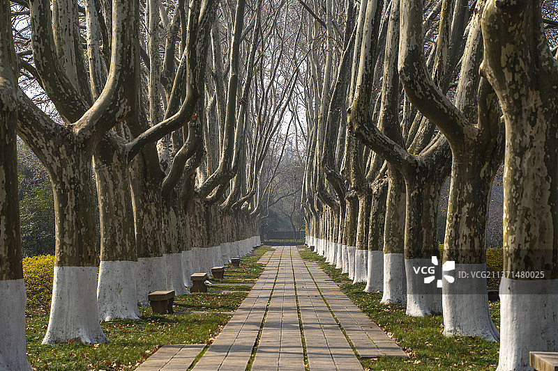 梧桐树图片素材