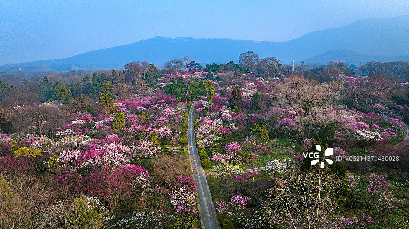 南京梅花山图片素材