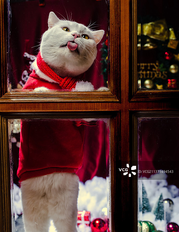 圣诞馋嘴猫图片素材