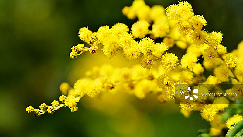 银荆花枝特写图片素材
