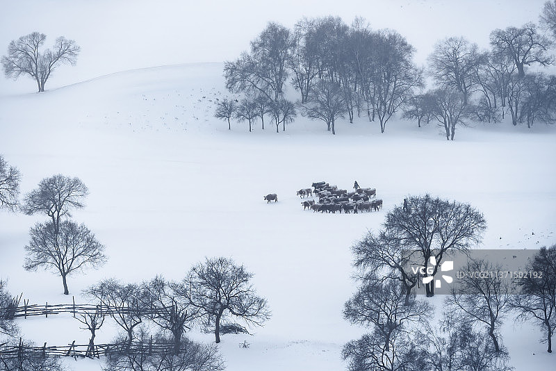 乌兰布统·雪中牧牛图片素材