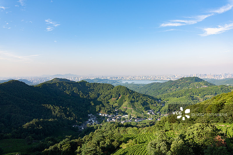 西湖龙井茶茶园图片素材