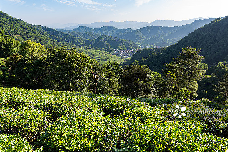 西湖龙井茶茶园图片素材