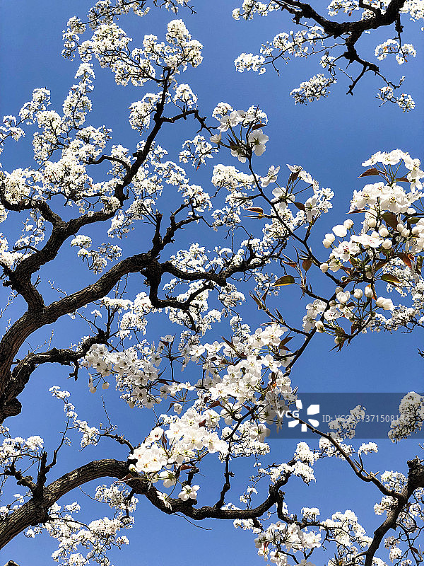 兰州什川古梨园梨花图片素材