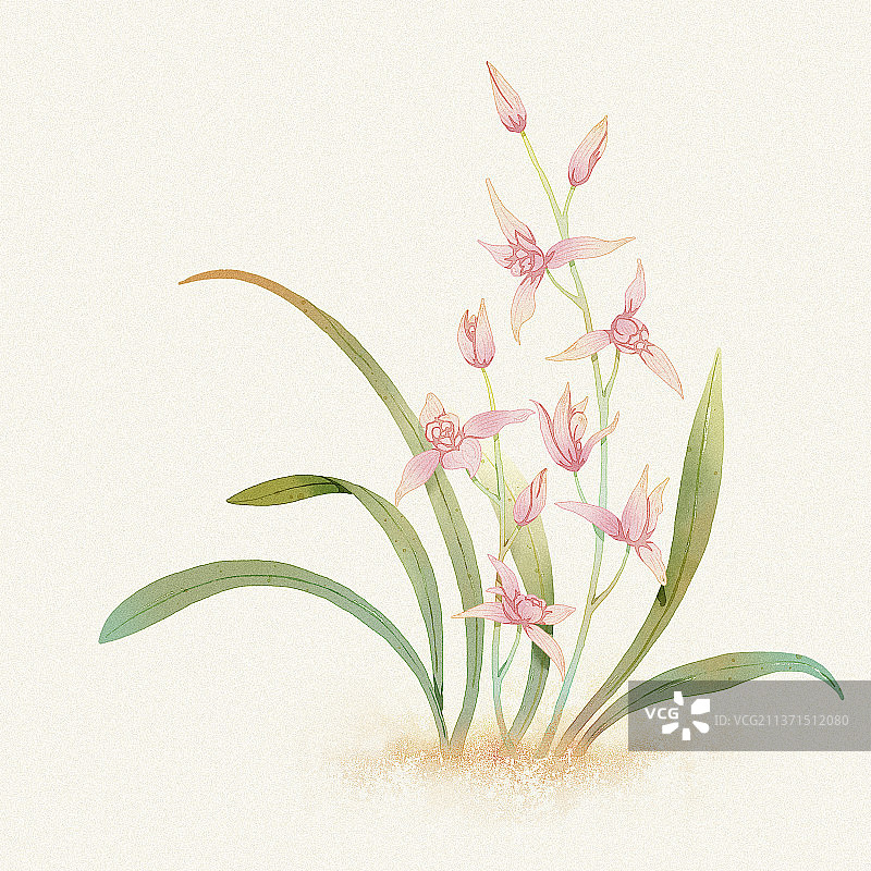 插画兰花水彩图片素材