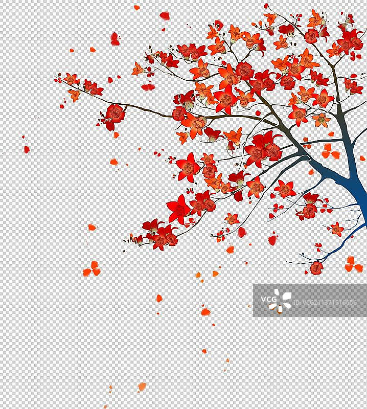 红木棉图片素材