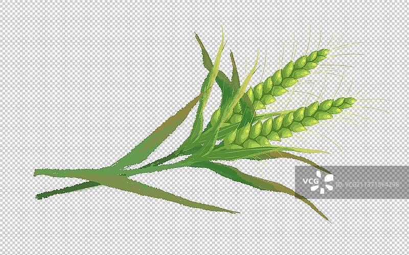 绿色的麦穗插画图素图片素材