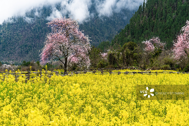 绽放的桃花与油菜花——鲁朗图片素材