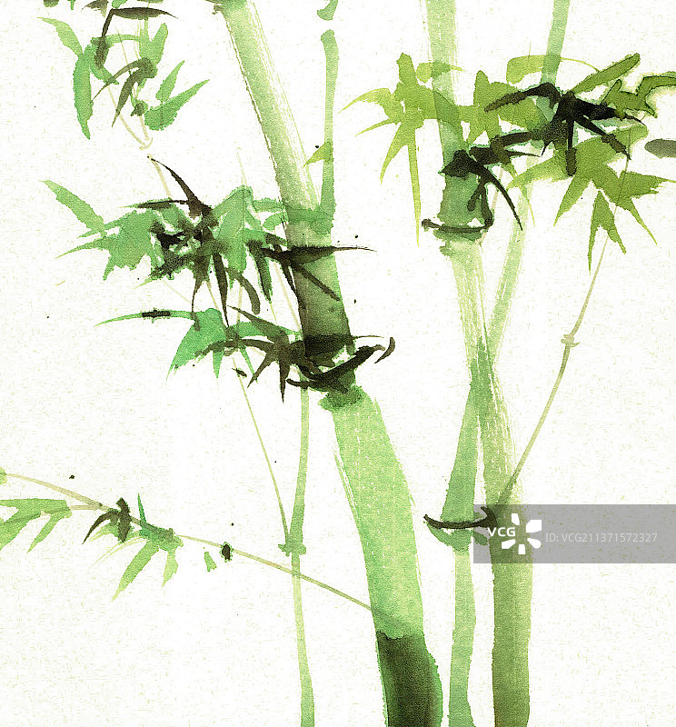 亭亭玉立的竹子图片素材