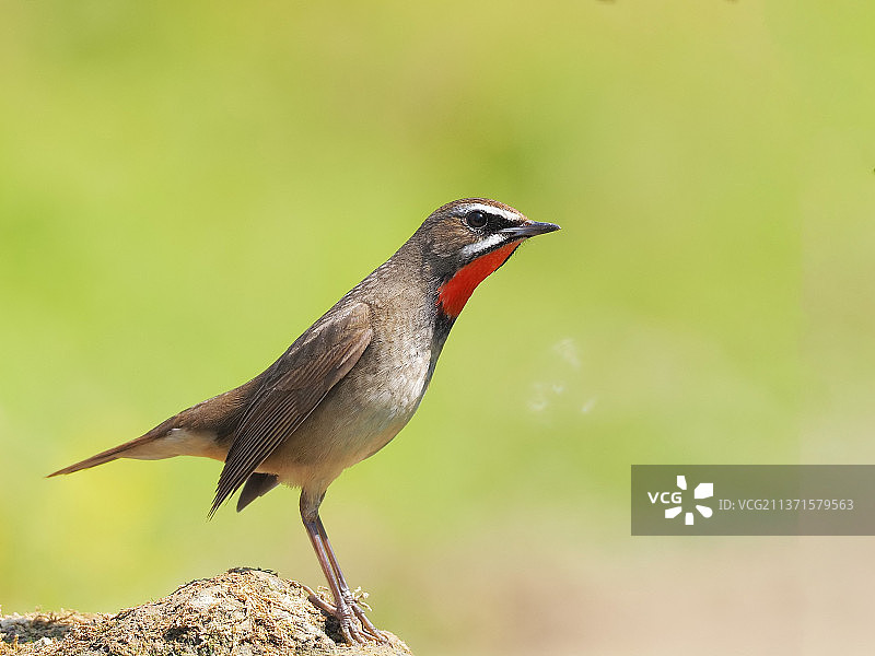 红喉歌鸲。图片素材