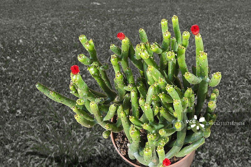 仙人棒图片素材