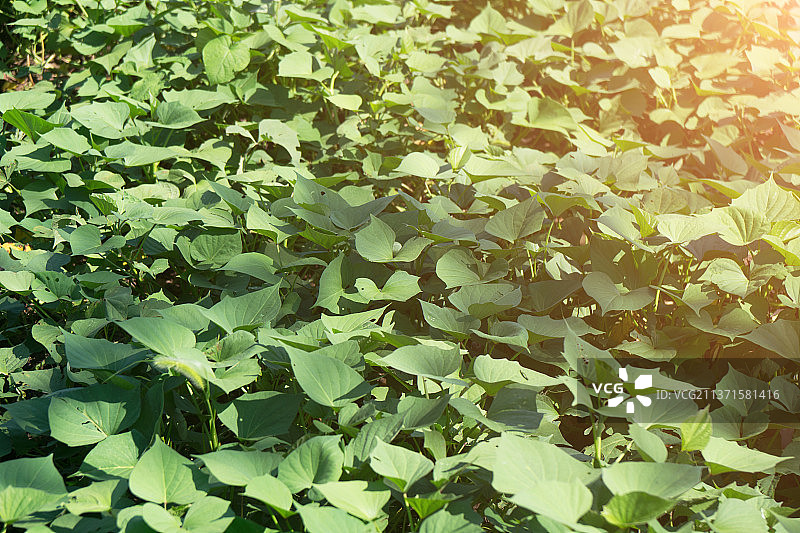 庄稼田里的地瓜秧图片素材