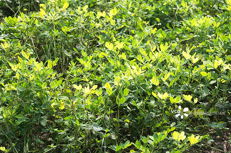 夏末秋初农田里的花生秧图片素材
