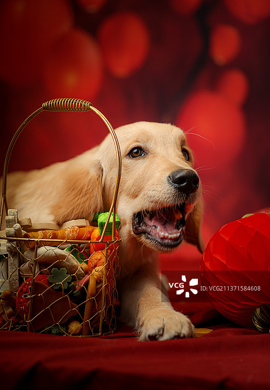 红色背景新年气氛元宵节红灯笼宠物狗金毛巡回犬吃狗零食美味图片素材