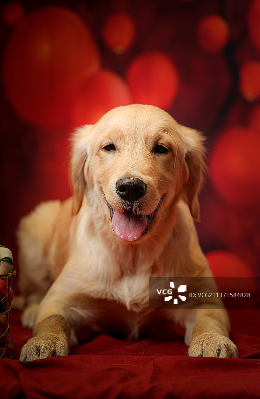 红色背景春节新年元宵节主题宠物狗金毛巡回犬幼犬肖像图片素材