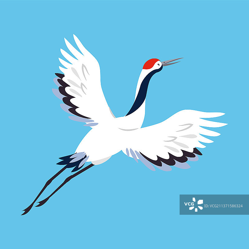 长腿长颈的红色丹顶鹤图片素材