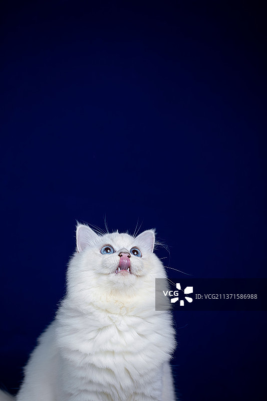 银点猫图片素材