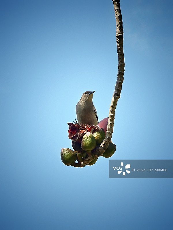 灰背椋鸟的摇篮图片素材