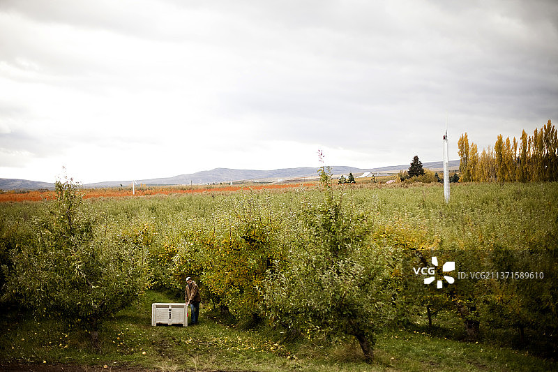 男人从果园里摘苹果，然后放进白色箱子图片素材