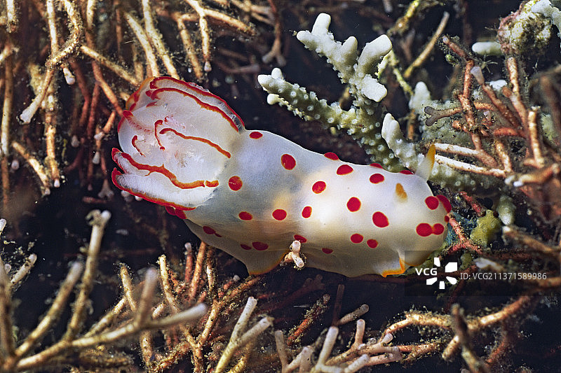 华丽的海蛞蝓图片素材