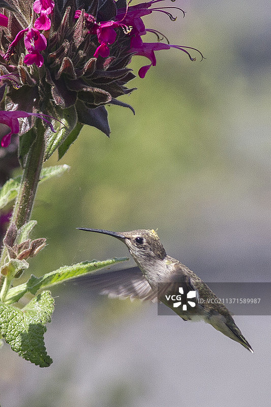 安娜蜂鸟飞向蜂鸟鼠尾草（头部覆盖花粉）图片素材