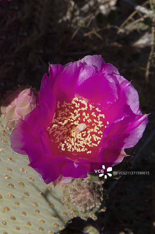 海狸尾仙人掌花与花苞图片素材