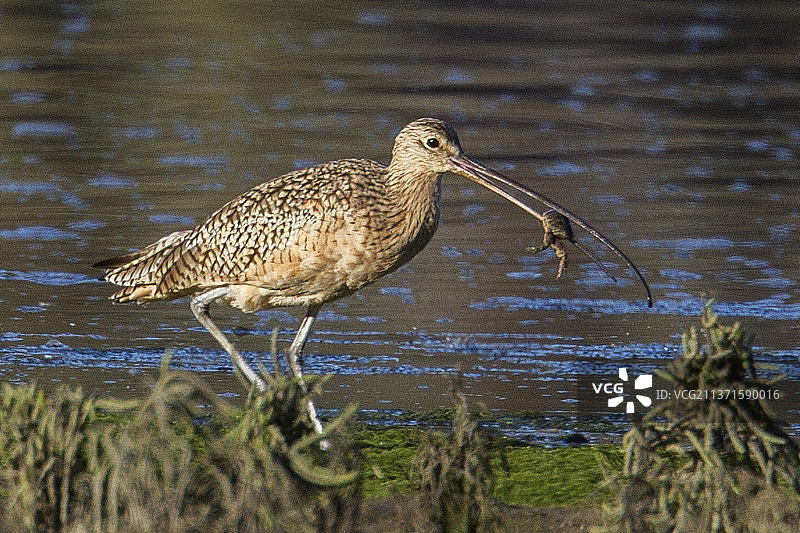长嘴鹬捕蟹图片素材