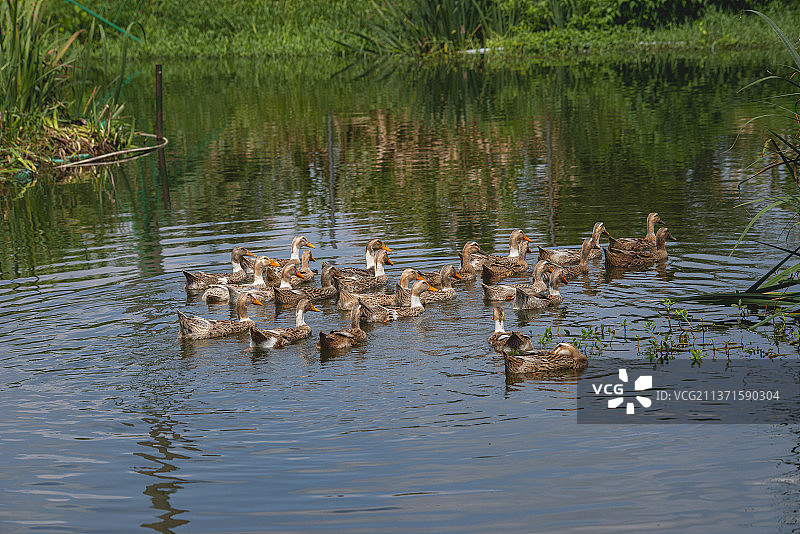 养殖的鸭子图片素材