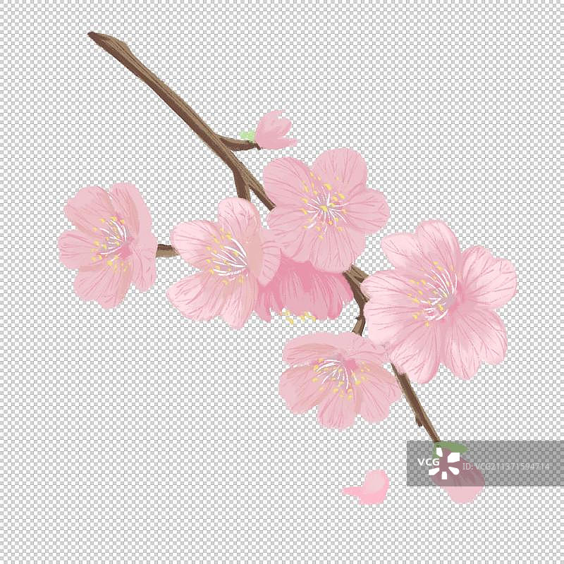 樱花季插画图片素材