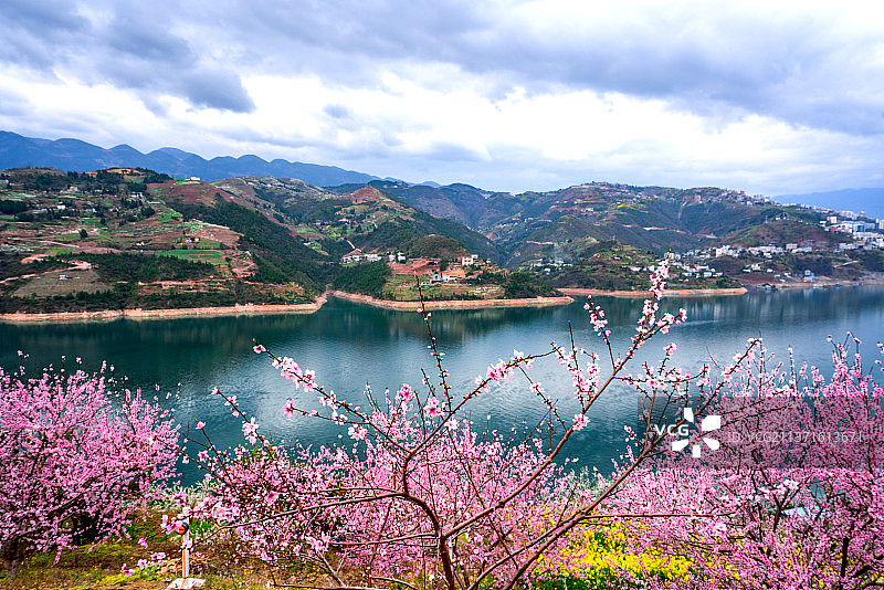 巫峡桃花红图片素材