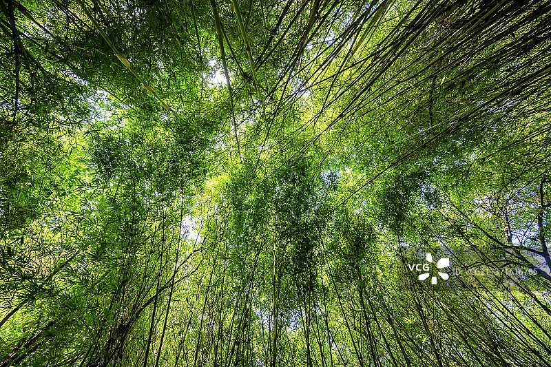 广角仰拍绿色的春天竹林图片素材