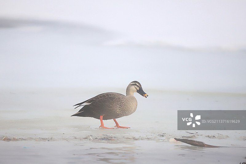 寒江上的斑嘴鸭图片素材