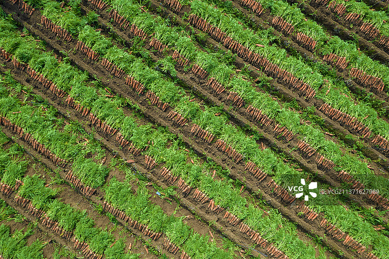 航拍农场胡萝卜丰收/航拍广西南宁宾阳县收获胡萝卜图片素材