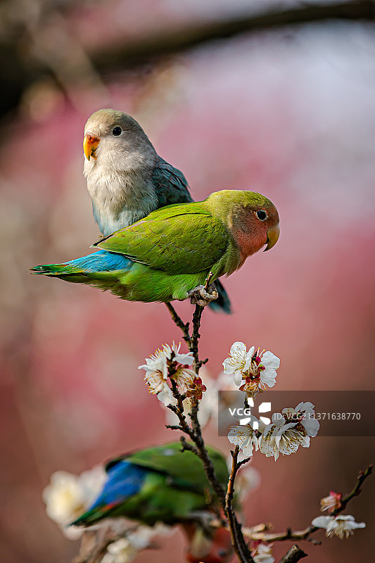 春天的鹦鹉图片素材