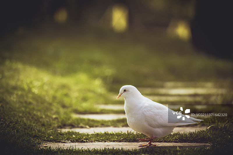 绿荫道上有一只白色的和平鸽图片素材