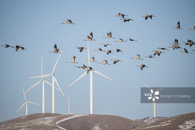 灰鹤纷飞图片素材