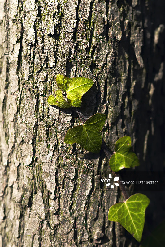 绿草追求它地上的伴侣，树木追求它天空的寂寞。图片素材