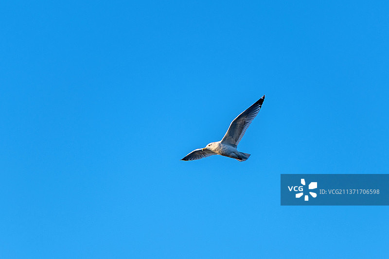 飞翔的海鸥图片素材
