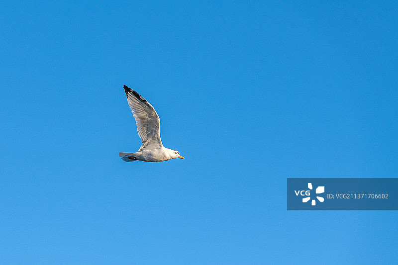 飞翔的海鸥图片素材