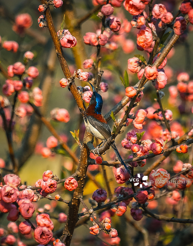 黔西南望谟——“东方蜂鸟”太阳鸟，迎春花开采蜜忙图片素材