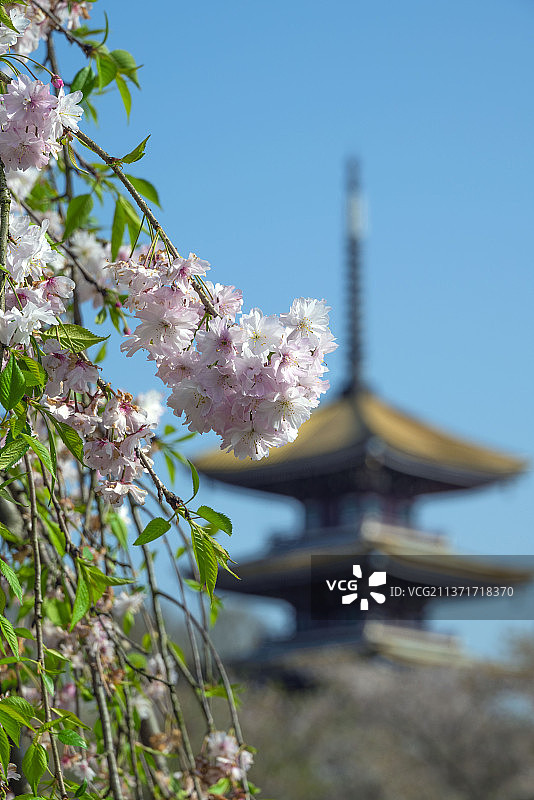 东湖樱花园图片素材