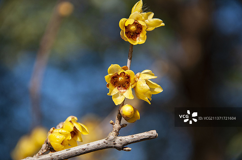 东湖腊梅图片素材