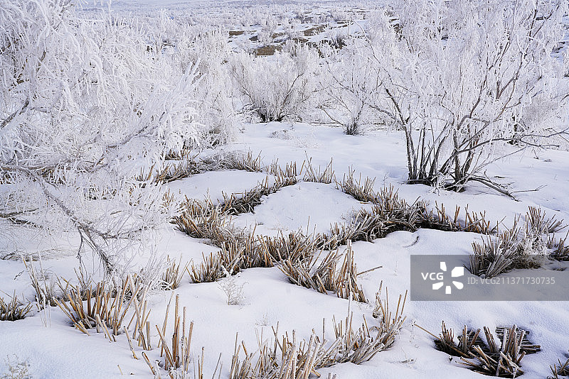 古尔班通古特沙漠中的雾凇图片素材